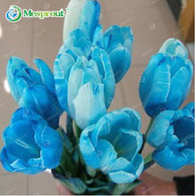 24Colors Perfume Tulip Seed High-grade Flower Bonsai Seeds, Most Beautiful and Colorful Tulip Plants Perennial Home Garden 10PCS