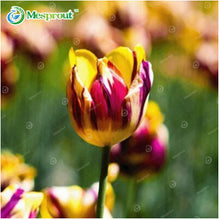 24Colors Perfume Tulip Seed High-grade Flower Bonsai Seeds, Most Beautiful and Colorful Tulip Plants Perennial Home Garden 10PCS