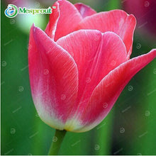 24Colors Perfume Tulip Seed High-grade Flower Bonsai Seeds, Most Beautiful and Colorful Tulip Plants Perennial Home Garden 10PCS