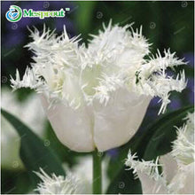 24Colors Perfume Tulip Seed High-grade Flower Bonsai Seeds, Most Beautiful and Colorful Tulip Plants Perennial Home Garden 10PCS