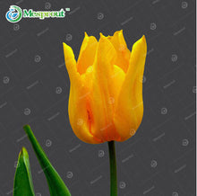 24Colors Perfume Tulip Seed High-grade Flower Bonsai Seeds, Most Beautiful and Colorful Tulip Plants Perennial Home Garden 10PCS