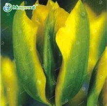 24Colors Perfume Tulip Seed High-grade Flower Bonsai Seeds, Most Beautiful and Colorful Tulip Plants Perennial Home Garden 10PCS