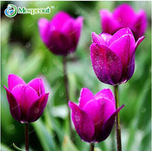 24Colors Perfume Tulip Seed High-grade Flower Bonsai Seeds, Most Beautiful and Colorful Tulip Plants Perennial Home Garden 10PCS