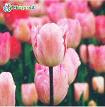 24Colors Perfume Tulip Seed High-grade Flower Bonsai Seeds, Most Beautiful and Colorful Tulip Plants Perennial Home Garden 10PCS