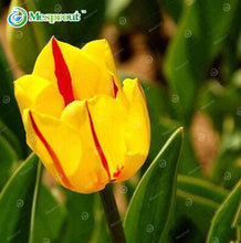 24Colors Perfume Tulip Seed High-grade Flower Bonsai Seeds, Most Beautiful and Colorful Tulip Plants Perennial Home Garden 10PCS