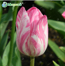 24Colors Perfume Tulip Seed High-grade Flower Bonsai Seeds, Most Beautiful and Colorful Tulip Plants Perennial Home Garden 10PCS