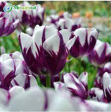 24Colors Perfume Tulip Seed High-grade Flower Bonsai Seeds, Most Beautiful and Colorful Tulip Plants Perennial Home Garden 10PCS
