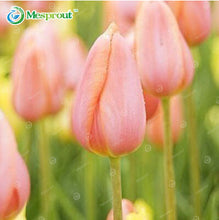 24Colors Perfume Tulip Seed High-grade Flower Bonsai Seeds, Most Beautiful and Colorful Tulip Plants Perennial Home Garden 10PCS