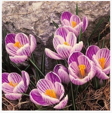 free ship Saffron Seeds,Saffron Flower Seeds,Saffron Crocus Seeds,It Is Not the Saffron Bulbs - 20 Seeds