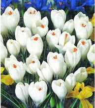 free ship Saffron Seeds,Saffron Flower Seeds,Saffron Crocus Seeds,It Is Not the Saffron Bulbs - 20 Seeds