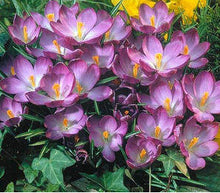 free ship Saffron Seeds,Saffron Flower Seeds,Saffron Crocus Seeds,It Is Not the Saffron Bulbs - 20 Seeds