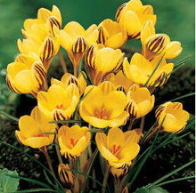 free ship Saffron Seeds,Saffron Flower Seeds,Saffron Crocus Seeds,It Is Not the Saffron Bulbs - 20 Seeds