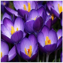 free ship Saffron Seeds,Saffron Flower Seeds,Saffron Crocus Seeds,It Is Not the Saffron Bulbs - 20 Seeds