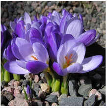 free ship Saffron Seeds,Saffron Flower Seeds,Saffron Crocus Seeds,It Is Not the Saffron Bulbs - 20 Seeds