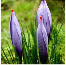 free ship Saffron Seeds,Saffron Flower Seeds,Saffron Crocus Seeds,It Is Not the Saffron Bulbs - 20 Seeds