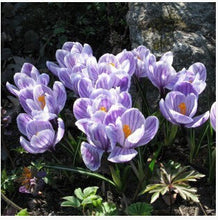 free ship Saffron Seeds,Saffron Flower Seeds,Saffron Crocus Seeds,It Is Not the Saffron Bulbs - 20 Seeds