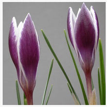 free ship Saffron Seeds,Saffron Flower Seeds,Saffron Crocus Seeds,It Is Not the Saffron Bulbs - 20 Seeds