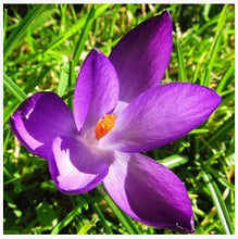 free ship Saffron Seeds,Saffron Flower Seeds,Saffron Crocus Seeds,It Is Not the Saffron Bulbs - 20 Seeds