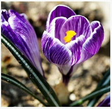 free ship Saffron Seeds,Saffron Flower Seeds,Saffron Crocus Seeds,It Is Not the Saffron Bulbs - 20 Seeds