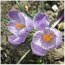 free ship Saffron Seeds,Saffron Flower Seeds,Saffron Crocus Seeds,It Is Not the Saffron Bulbs - 20 Seeds