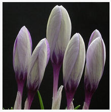 free ship Saffron Seeds,Saffron Flower Seeds,Saffron Crocus Seeds,It Is Not the Saffron Bulbs - 20 Seeds