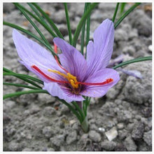 free ship Saffron Seeds,Saffron Flower Seeds,Saffron Crocus Seeds,It Is Not the Saffron Bulbs - 20 Seeds