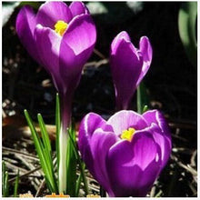 free ship Saffron Seeds,Saffron Flower Seeds,Saffron Crocus Seeds,It Is Not the Saffron Bulbs - 20 Seeds