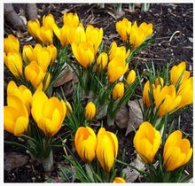 free ship Saffron Seeds,Saffron Flower Seeds,Saffron Crocus Seeds,It Is Not the Saffron Bulbs - 20 Seeds