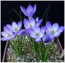 free ship Saffron Seeds,Saffron Flower Seeds,Saffron Crocus Seeds,It Is Not the Saffron Bulbs - 20 Seeds