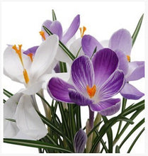 free ship Saffron Seeds,Saffron Flower Seeds,Saffron Crocus Seeds,It Is Not the Saffron Bulbs - 20 Seeds