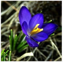 free ship Saffron Seeds,Saffron Flower Seeds,Saffron Crocus Seeds,It Is Not the Saffron Bulbs - 20 Seeds