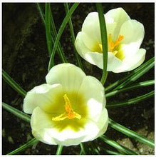 free ship Saffron Seeds,Saffron Flower Seeds,Saffron Crocus Seeds,It Is Not the Saffron Bulbs - 20 Seeds