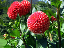 Rare Yellow Orange Dahlia Seeds Chinese Flower Seeds Bonsai Plants for Garden 50PCS / PACK
