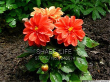 Rare Yellow Orange Dahlia Seeds Chinese Flower Seeds Bonsai Plants for Garden 50PCS / PACK
