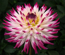 Rare Yellow Orange Dahlia Seeds Chinese Flower Seeds Bonsai Plants for Garden 50PCS / PACK