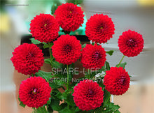Rare Yellow Orange Dahlia Seeds Chinese Flower Seeds Bonsai Plants for Garden 50PCS / PACK