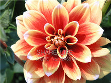 Rare Yellow Orange Dahlia Seeds Chinese Flower Seeds Bonsai Plants for Garden 50PCS / PACK