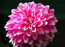 Rare Yellow Orange Dahlia Seeds Chinese Flower Seeds Bonsai Plants for Garden 50PCS / PACK