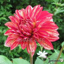 Rare Yellow Orange Dahlia Seeds Chinese Flower Seeds Bonsai Plants for Garden 50PCS / PACK