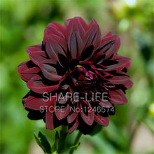 Rare Yellow Orange Dahlia Seeds Chinese Flower Seeds Bonsai Plants for Garden 50PCS / PACK