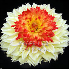 Rare Yellow Orange Dahlia Seeds Chinese Flower Seeds Bonsai Plants for Garden 50PCS / PACK