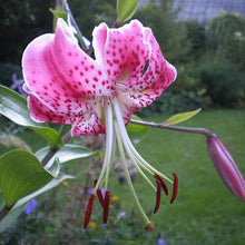 Specials Blue Heart Lily Plant Seeds Potted Bonsai Plant Lily Flower Seeds for Home Garden 50 Particles / lot