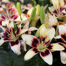 Specials Blue Heart Lily Plant Seeds Potted Bonsai Plant Lily Flower Seeds for Home Garden 50 Particles / lot