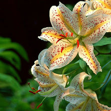 Specials Blue Heart Lily Plant Seeds Potted Bonsai Plant Lily Flower Seeds for Home Garden 50 Particles / lot