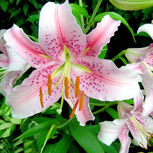 Specials Blue Heart Lily Plant Seeds Potted Bonsai Plant Lily Flower Seeds for Home Garden 50 Particles / lot