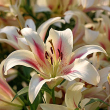 Specials Blue Heart Lily Plant Seeds Potted Bonsai Plant Lily Flower Seeds for Home Garden 50 Particles / lot