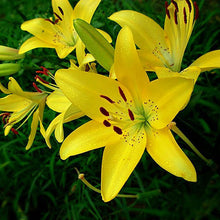 Specials Blue Heart Lily Plant Seeds Potted Bonsai Plant Lily Flower Seeds for Home Garden 50 Particles / lot