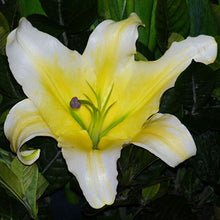 Specials Blue Heart Lily Plant Seeds Potted Bonsai Plant Lily Flower Seeds for Home Garden 50 Particles / lot