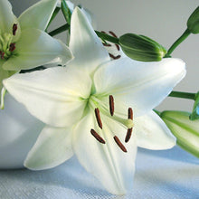 Specials Blue Heart Lily Plant Seeds Potted Bonsai Plant Lily Flower Seeds for Home Garden 50 Particles / lot