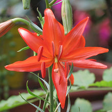 Specials Blue Heart Lily Plant Seeds Potted Bonsai Plant Lily Flower Seeds for Home Garden 50 Particles / lot